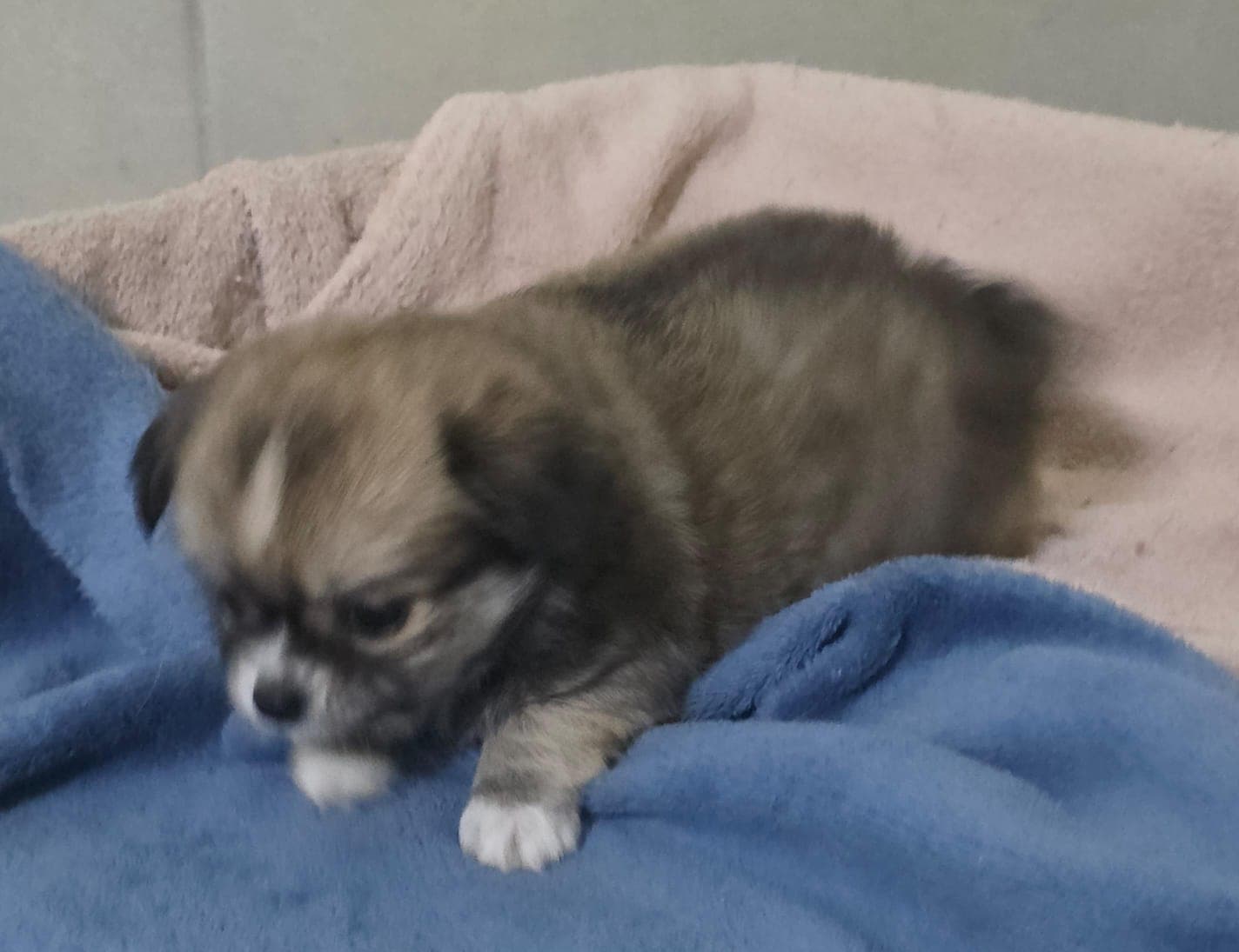Planck deitado
