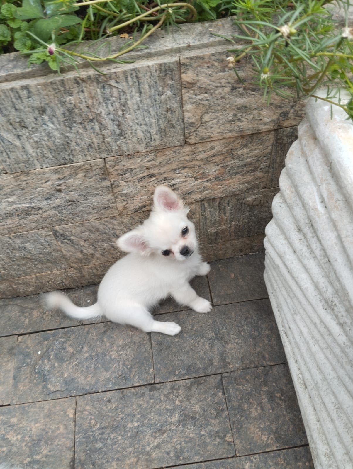 theo sentado