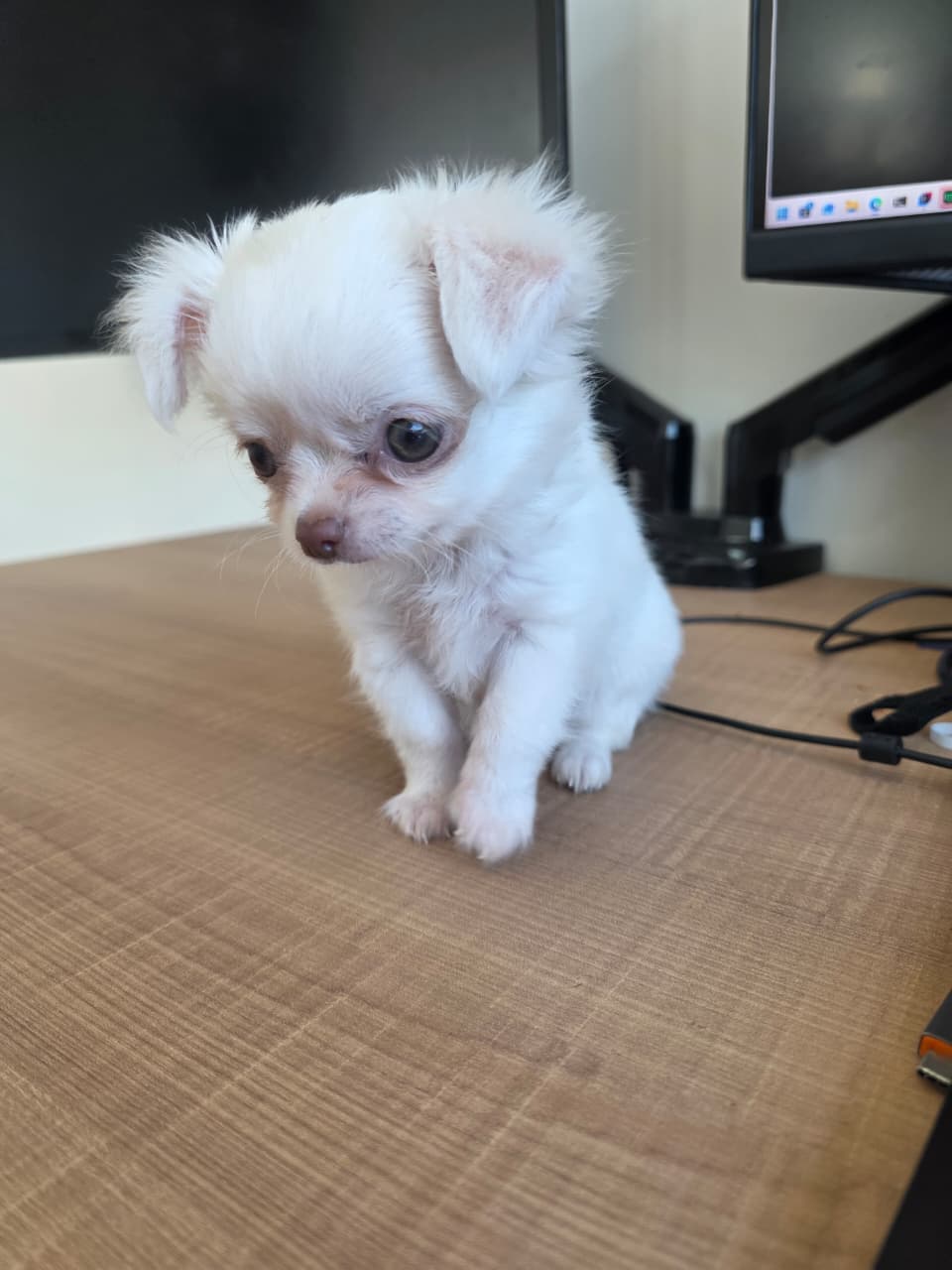 Foto do filhote Tommy